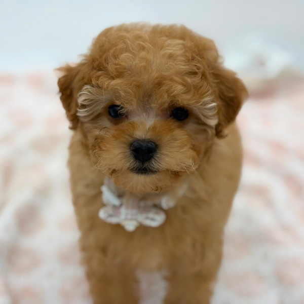 Queenie — Poodle — Image 1