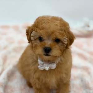 Queenie — photo 4