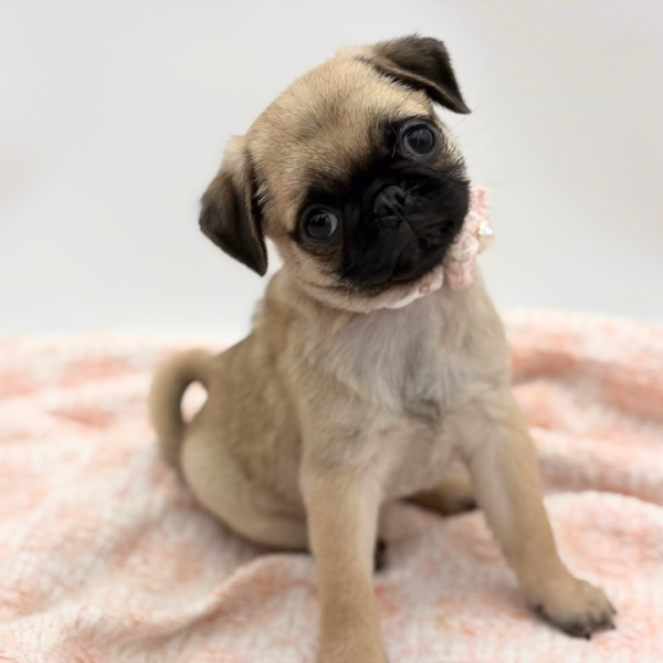 Mei — Pug — Image 1