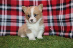 Pembroke Welsh Corgi (M) – 31011