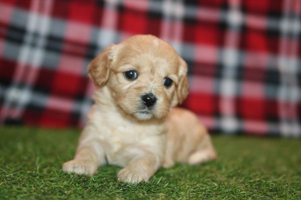 Callie — Cavachon — Image 1