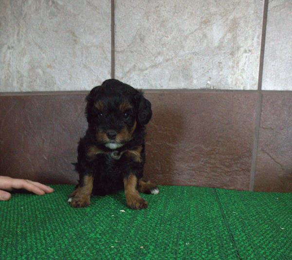 Tia — Bernedoodle Mini 2nd Gen — Image 1