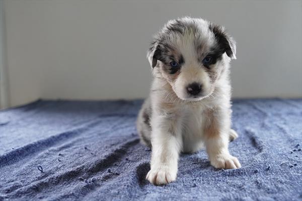 Celeste — Australian Shepherd — Image 1