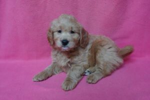 Goldendoodle Mini (M) – 31018