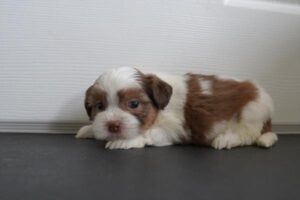 Shih Tzu (F) – 31022