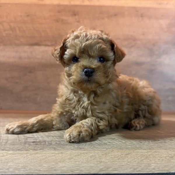 Queenie — Poodle — Image 1