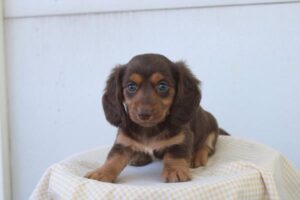 Dachshund (F) – 31027