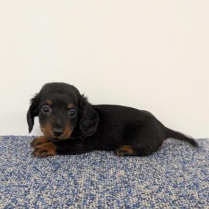 Dachshund – 31028