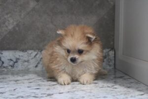 Pomeranian (M)- 31010