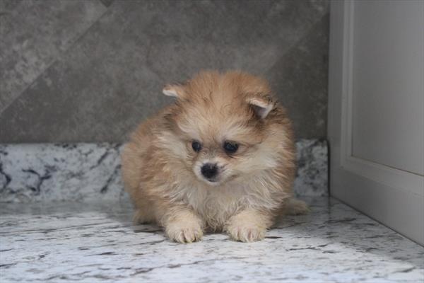 Bruno — Pomeranian — Image 1