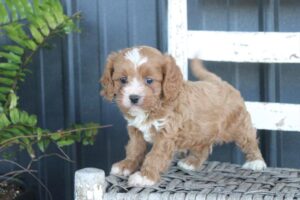 Cavapoo (M)- 31026