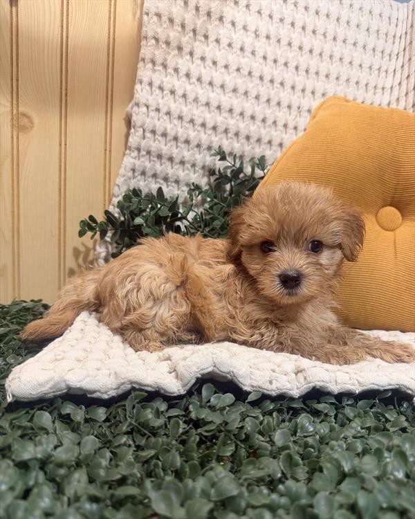 Jasper — Morkie — Image 1