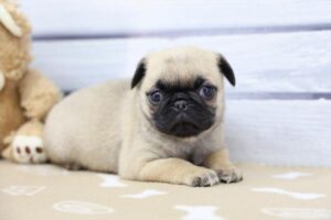 Pug (F)- 31035