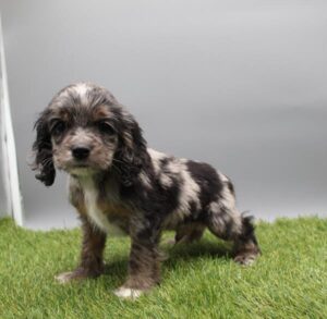 Cocker Spaniel (M) – 31025