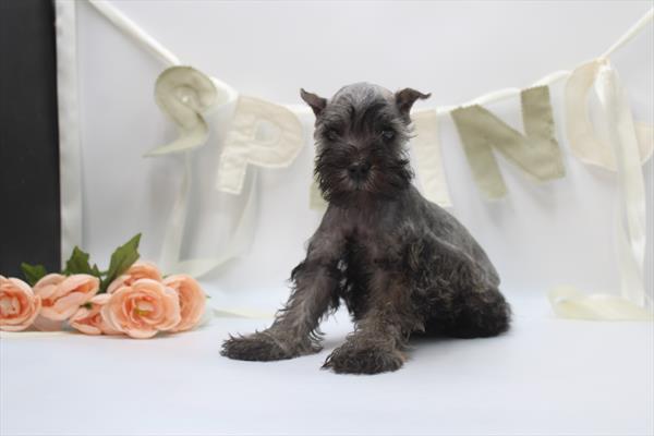 Remus — Miniature Schnauzer — Image 1