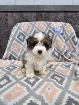Aussiedoodle Mini (M)- 31030