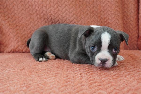 Pua — Boston Terrier — Image 1