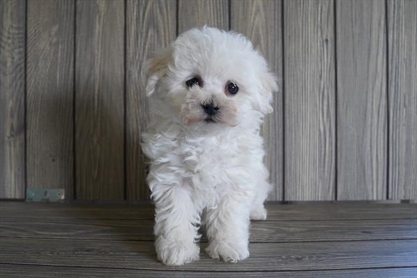 Marcel — Bichon Frise — Image 1