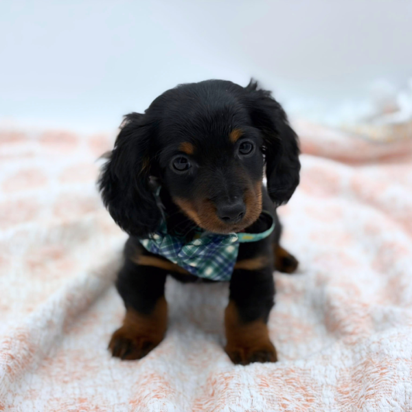 Jimmy — Dachshund — Image 2