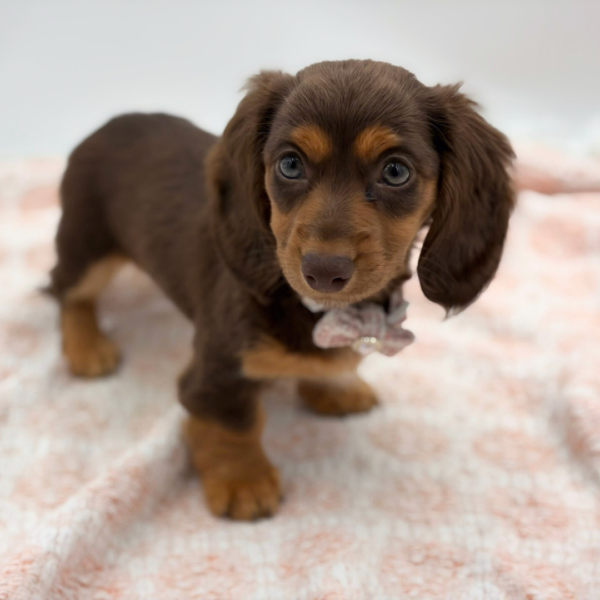 Poppy — Dachshund — Image 2