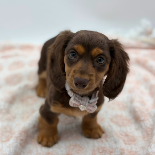 Poppy — Dachshund — Image 1
