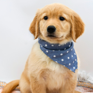 Tucker — photo 1