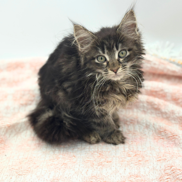 Cleopatra — Maine Coon — Image 1