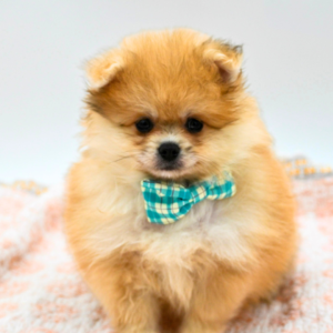 Bruno — photo 1