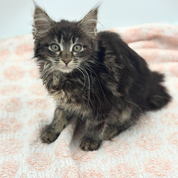 Cleopatra — Maine Coon — Image 2