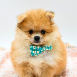 Bruno — photo 2