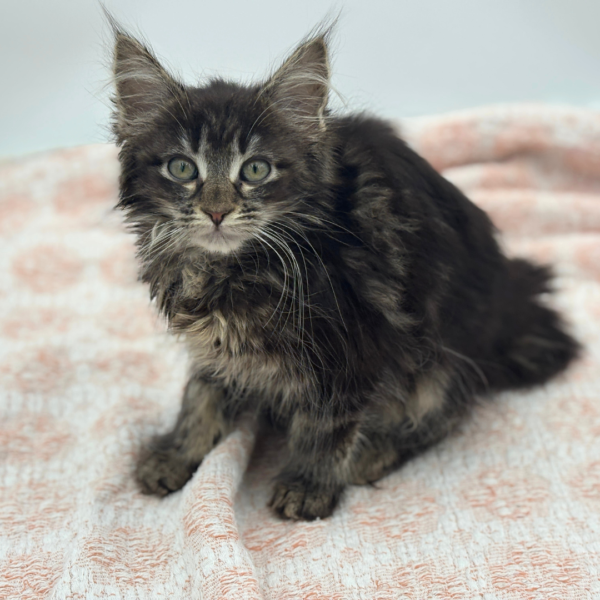 Cleopatra — Maine Coon — Image 3