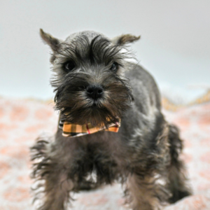Remus — photo 1