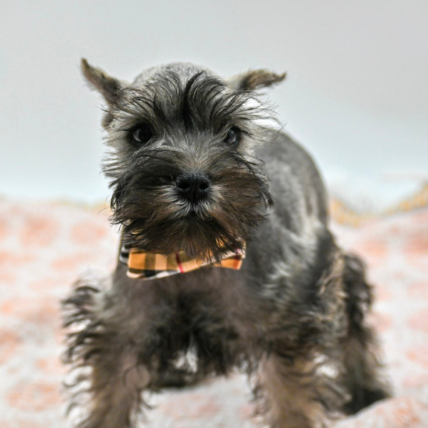 Miniature Schnauzer
