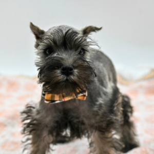 Remus — photo 2