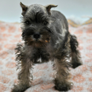 Remus — photo 3