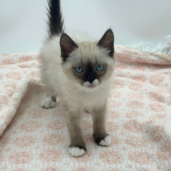 Hershey — Snowshoe Siamese — Image 2