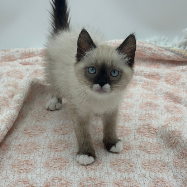 Hershey — Snowshoe Siamese — Image 3