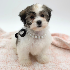 Coton de Tulear (F)- 31007