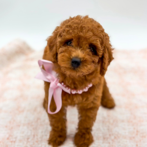 Goldendoodle Mini (F)- 31004