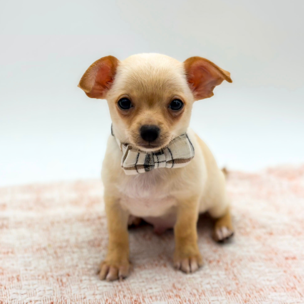 Chili — Chihuahua — Image 1
