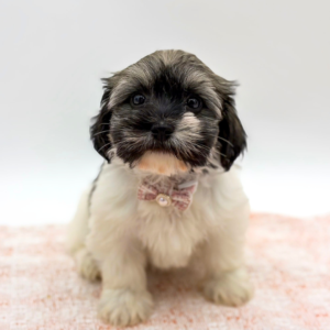 Havanese (F)- 31000