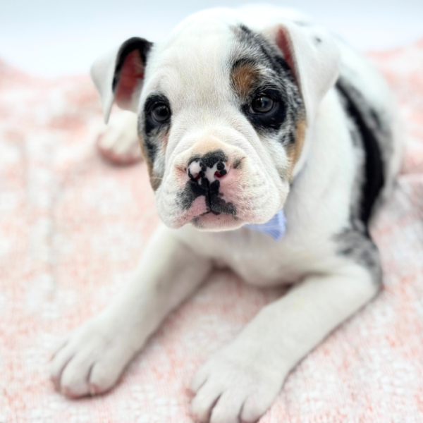 Hobie — Mini Bullies — Image 2