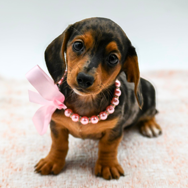 Luna — Dachshund — Image 1