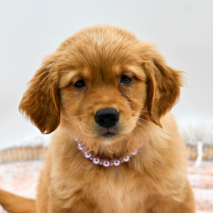 Ellie — photo 2