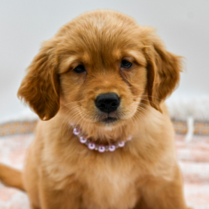 Ellie — photo 3