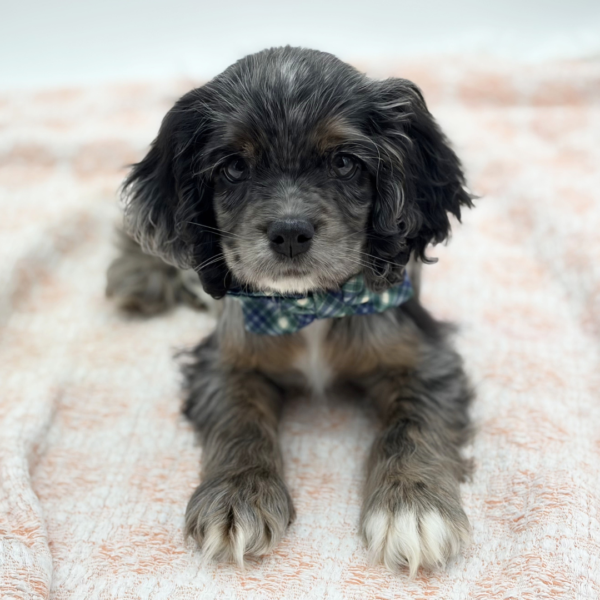 Lincoln — Cocker Spaniel — Image 1