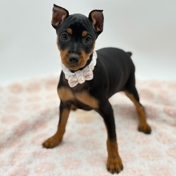 Freya — Miniature Pinscher — Image 2