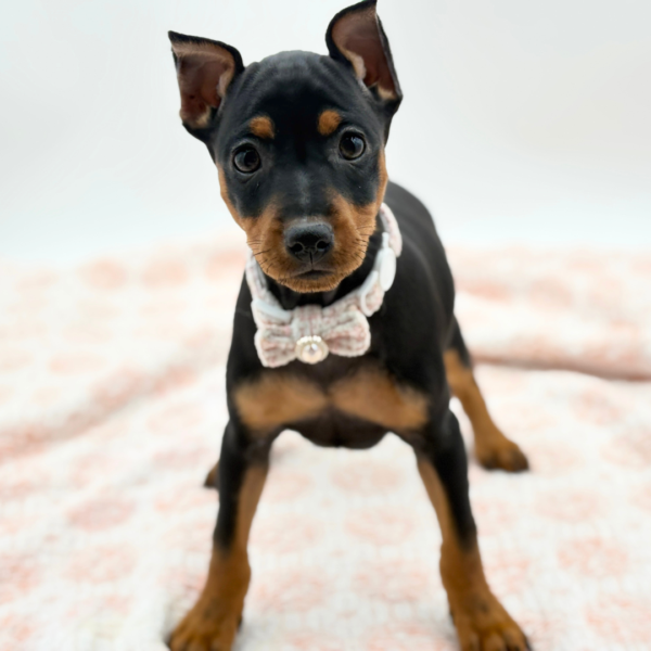 Freya — Miniature Pinscher — Image 1