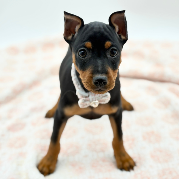 Freya — Miniature Pinscher — Image 3