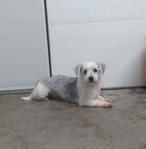 Buddy Boy